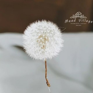 小鮮肉肉 白色蒲公英單朵永生花，永生不凋謝乾燥花，裝飾微景觀, 蒲公英永生花單朵, 白色