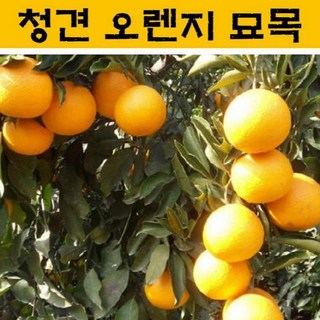 묘목/청견 오렌지 접목3년생 JJ011, 1개