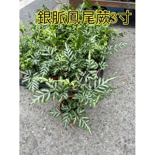 霏霏園藝銀脈鳳尾蕨，三寸特價盆栽，六寸居家綠植盆栽，清新空氣植物, 6吋特價160元, 1個