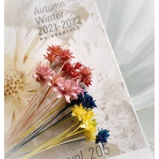 花續．FLEUR 乾燥花 大地農園 西班牙進口 小松毬 小雛菊 馬蘭菊 小星花 迷你花材 浮游花 花束 不凋馬蘭菊, 西班牙/嫩粉,一份五朵