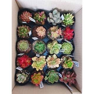 언제나봄 다육식물 세트 실내공기정화 이름표 작업까지!, 다육식물 작은거 10종류 랜덤발송, 1개