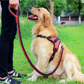 견생견사 소중대형견 하네스 + 리드줄 세트, 레드(세트), 1개