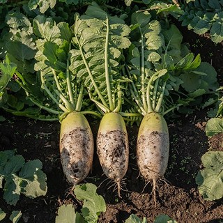 제주담은농장 월동무, 제주월동무1~2KG, 7KG, 1개