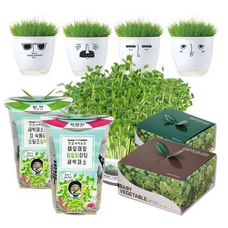 공기정화 반려 식물 새싹채소 키우기 16종(한컵새싹농장 건강새싹 그리니 새싹기르기), 1개