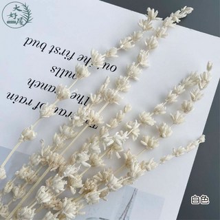 大好屋 永生薰衣草 小束10支 不凋薰衣草 永生花材, 薰衣草【白色】小束10支
