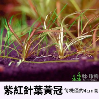 林作物 水草 現貨 紫紅針葉皇冠 稀有迷你型水草 前景 水中葉 新手級 不需CO2 陰性草 紅色水草, 每份1株(僅3~4公分大小)