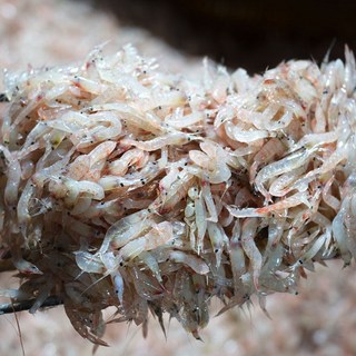 동백하(특상품) 1kg /김장용 생새우(급냉), 1개