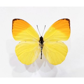 蝴蝶標本A1 非洲產粉蝶 未展乾貨 昆蟲收藏 科學教育