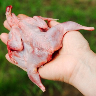 국내산 메추리 10마리 메추라기 메추리고기 캠핑요리 애견간식 꿀맛컴퍼니 Quail, 1개, 750g 내외