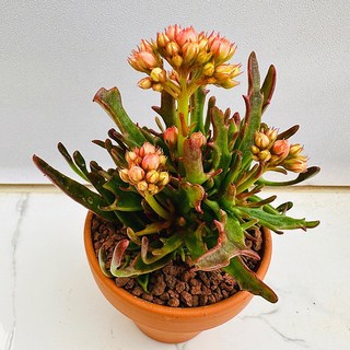 타란 다육식물 선인장 농장직송 산아래 다육이 생명력최고 키우기쉬운 공기정화 전자파차단, 1개, 럭셔리