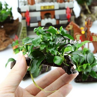 【AC草影】袖珍小榕沉木（S）【一棵】陰性草 前景草 真水草 沉木 陰性水草 水生植物 新手草 前景草 綠水草 水草造景, 1個