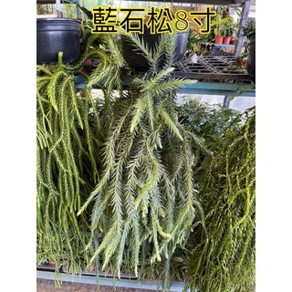 霏霏園藝 藍石松 8寸盆栽, 1個