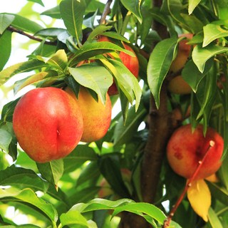 자연아침 신비 복숭아 묘목 5주 상묘 접목 1년생