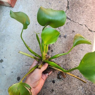 P老闆水族 布袋蓮 水生植物 水草, 1個