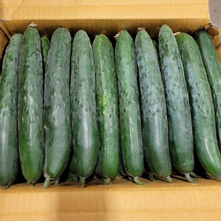 오이 취청오이 10kg 박스 야채맘, 1박스