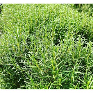 카페용 유기농 로즈마리, 50g, 1개