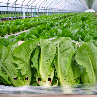 [바른농산]국내산 로메인 상추 통로메인 당일작업, 500g, 1개