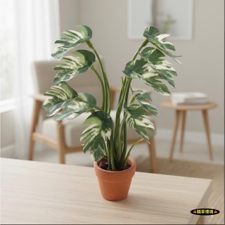隨草憶境 迷你仿真龜背芋盆栽 (陶盆) 白錦/白線 綠植 園林 娃娃屋 袖珍 微縮 食玩 微景觀 模型, 一盆入