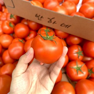 [당일수확] 신선한 국내산 유럽종 완숙 찰 토마토, 1개, 2.5kg 로얄과