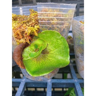 米恩 瑪莎拉蒂 三叉戟 鹿角蕨 - 室內觀葉植栽, 1個, 杯苗