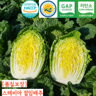 국산 해남 스테비아 절임배추 절인배추 김장 김치, 12월 11일 (목) 출고, 1박스, 10kg