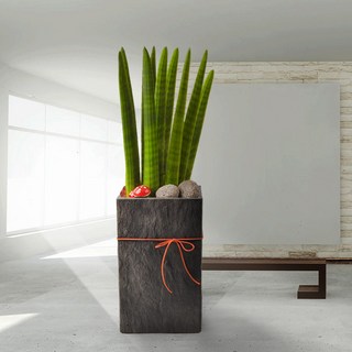 스투키 중형 (당일배송) 승진축하화분 실내공기정화식물 전국화분배달 카페 식당 병원 사무실 개업화분, 중형)스투키, 1개