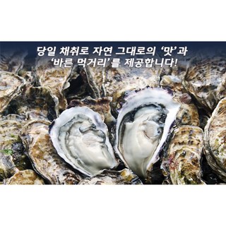 믿고 먹고 반하는 알 통통 달달 2025 입망 각굴, 1개, 5