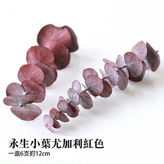 雨林薰舍 樹枝葉材材料包 永生樹葉 乾花 diy材料 植物標本, 永生小葉尤加利紅色(盒裝)