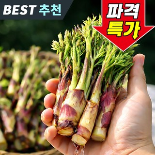 [백화점납품] 국내산 땅두릅 자연산 산지직송, 1박스, 500g