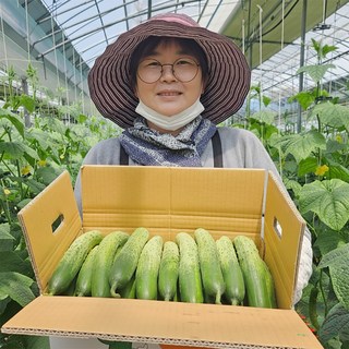 [상위1%생산자직송] 백다다기오이 백오이 오이지 오이, 1박스, 3kg (특등급)