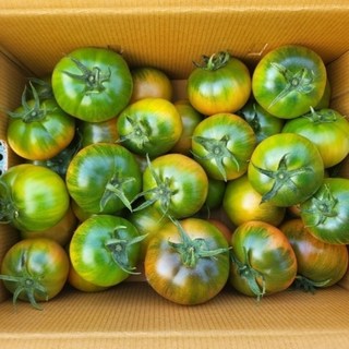 인증농장 로얄과 대저 짭짤이 토마토, 1박스, 2.5kg(특상 S~2S)