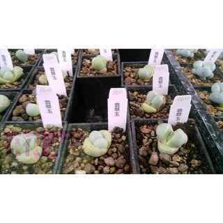 花花世界玫瑰園 多肉植物 翡翠玉 3吋盆栽 - 辦公室療癒盆栽, 1個