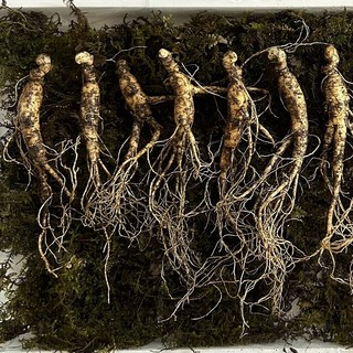 [산삼인] 진품 산양산삼 선물세트, 7~8년산 10뿌리(선물용), 1박스, 1kg