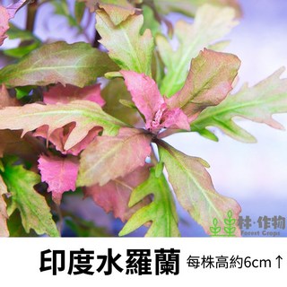 林作物 水草 現貨/含發票【印度水羅蘭】水中葉 水生植物 魚缸造景 紅水草 新手級 陰性草, 每份單1株