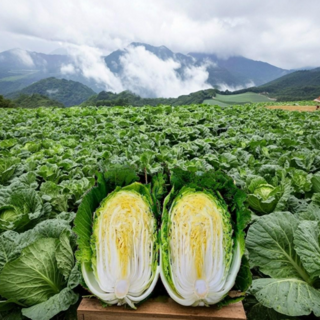 강원도 고랭지 절임배추 비교불가 프리미엄 김장 절인배추, ++필수추가사항에 희망도착일 입력해주세요++, 1개, 20kg