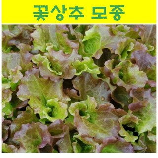 채소모종/ 상추 일반 꽃상추 모종 20개 MJ01