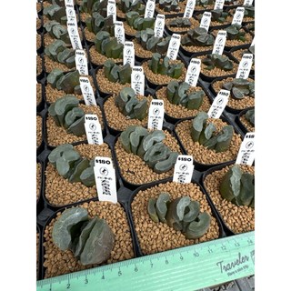 MC多肉園 嚴選百合科多肉植物 多款可選 療癒盆栽