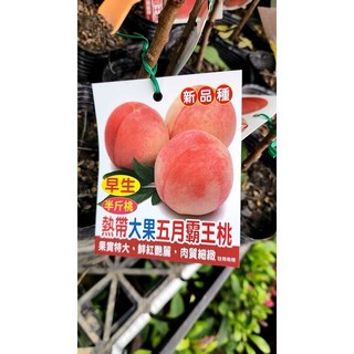 霏霏園藝 熱帶大果5月霸王桃 4吋盆栽 特價優惠 居家園藝 盆栽植物