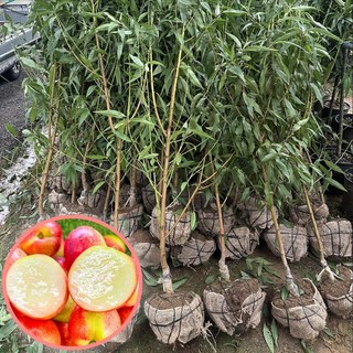 신비복숭아 3년생 복숭아나무 천도복숭아 결실주 에버그린농원, 1개, 신비복숭아3년생