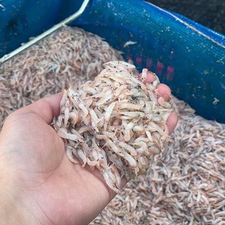 급냉 생새우 500g, 1개