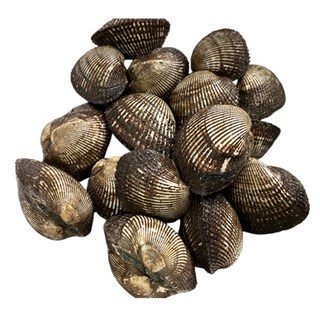 꼬막 굴 가리비 사계절출하, 1개, 피꼬막3kg