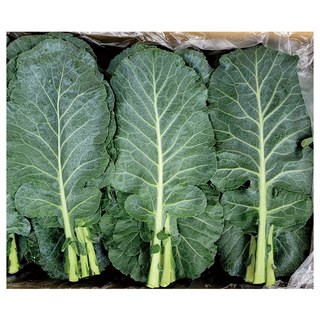 야채왕 쌈케일 2kg 건강 쥬스 쌈 채소(실중량1.8~2KG)박스, 1.8~2kg(1개), 1개