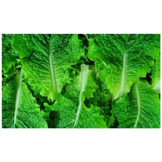 야채왕 로메인 레터스 상추 1kg, 1개