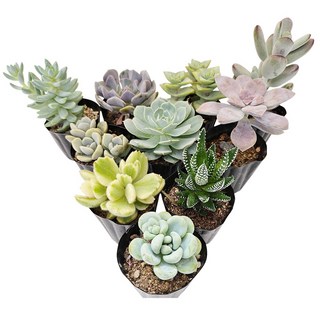 하이선인장 국민다육이 중복없이 발송 농장직영 이름표 영양제 무료증정, 5cm포트, 10개