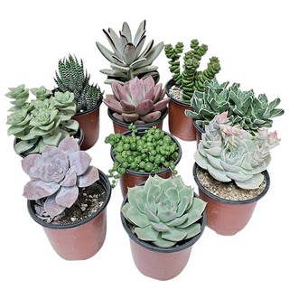 하이선인장 국민다육이 중복없이 발송 농장직영 이름표 영양제 무료증정, 9cm포트, 10개