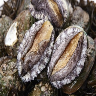 보물유통 완도활전복 1kg 손질칼 10-15마리, 500g 1박스, 1개