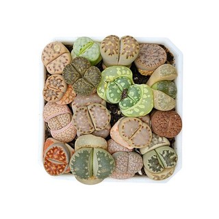 하이선인장 리톱스군락 말발굽선인장 희귀다육 선인장 다육화분 반려식물, 혼합색상, 1개