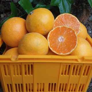 [농가 직송] 제주 고당도 제철 감귤, 1박스, 중과 (M~L) 4.5kg