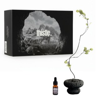 티슬 화분 스톤 디퓨저 화산석 아로마 오일 집들이 선물 세트 홈데코, 1개, 테싯(이솝향)