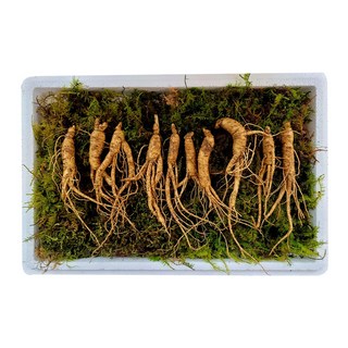 백세산삼 산지직송 산양삼 산양산삼 못난이삼 5-6년근 장뇌삼, 5g, 10개